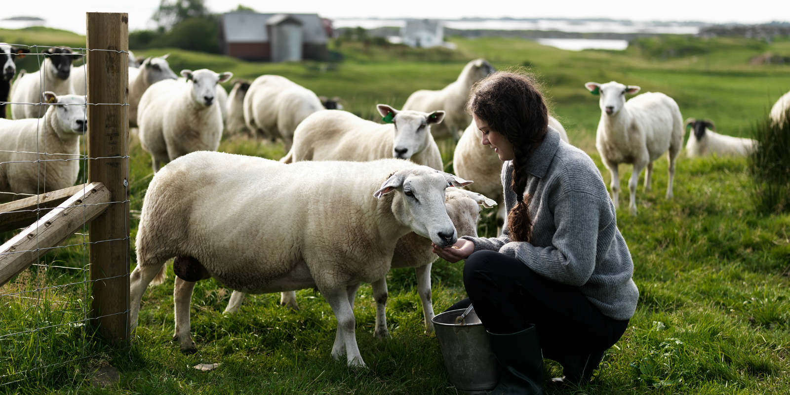 Octostolpar kring fårhage i Haugesund, Norge.